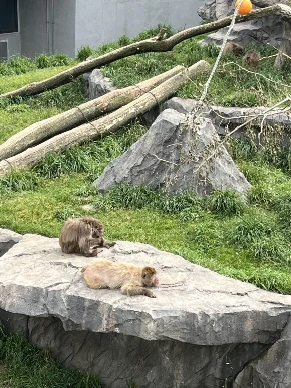 Maruyama Zoo