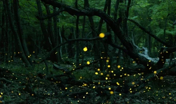 Kekawang Firefly Tour