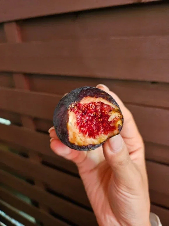 Fig